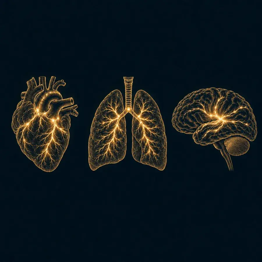 Gold line drawings of a heart, lungs and a brain side by side