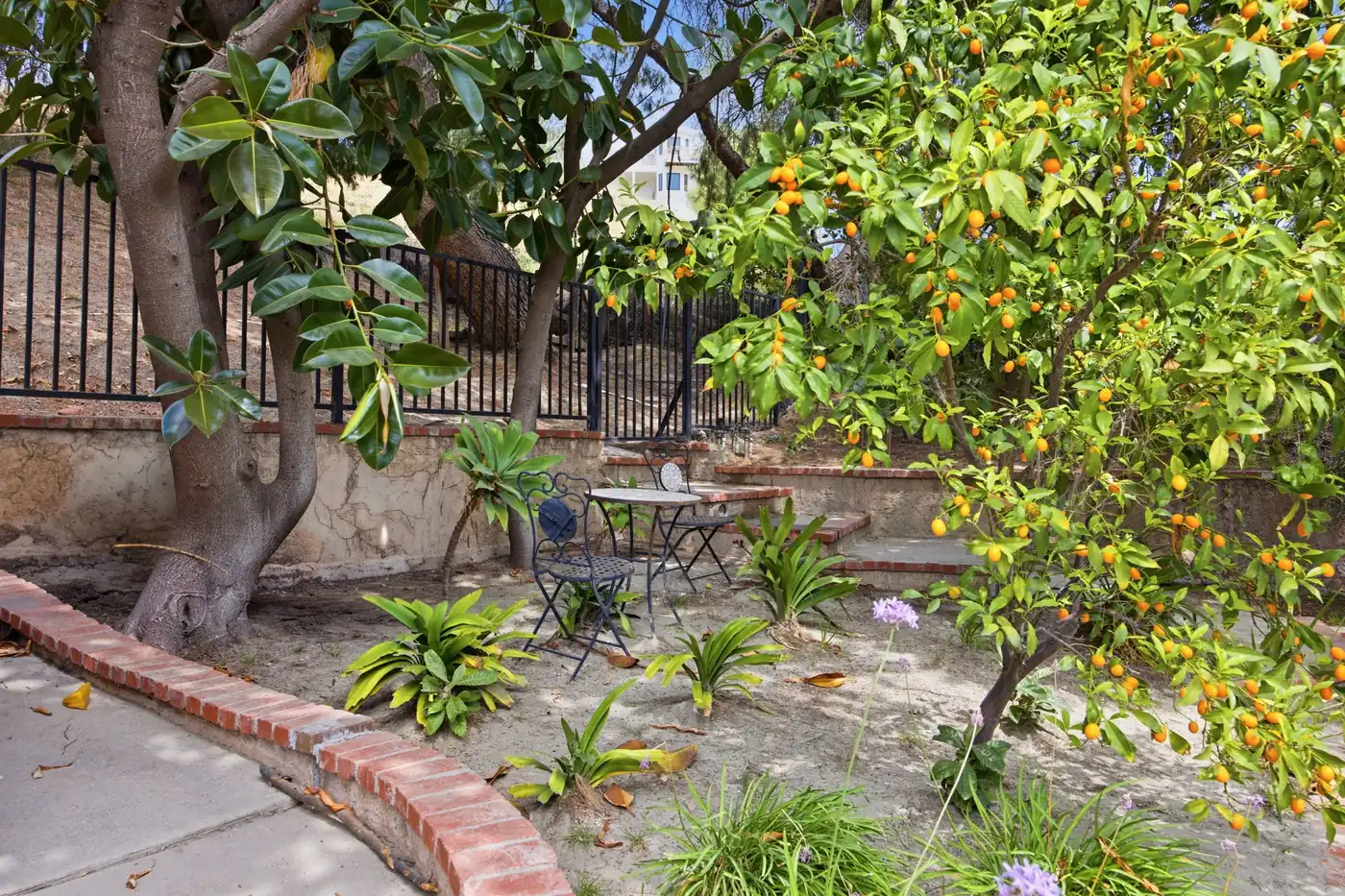 Citrus tree and a small bistro table in a garden